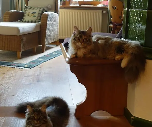 Hollhouse - 3* Hinterzarten