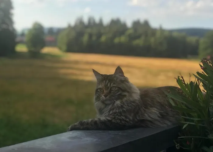 Bed and Breakfast Hollhouse - Hinterzarten